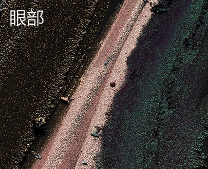 眼部